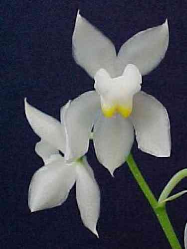 Odontoglossum pulchellum